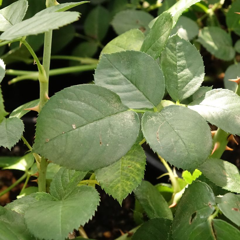 Rosa Astrid Lindgren - Beetrose (Foliage)