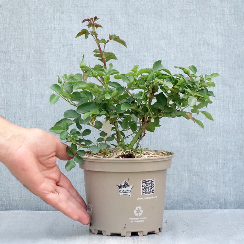 Example of Rosa Blanc Meillandecor - Bodendecker-Rose Topf mit 2L/3L as you get in ete