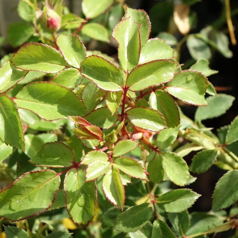 Rosa Bonica - Beetrose (Foliage)