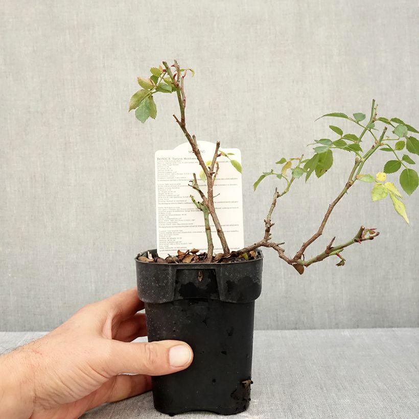Exemplar von Rosa Bonica - Beetrose Topf 10 cm/11cm wie im Herbst geliefert
