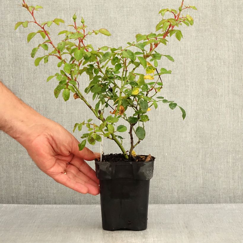 Example of Rosa Bonica - Beetrose Topf 10 cm/11cm as you get in ete