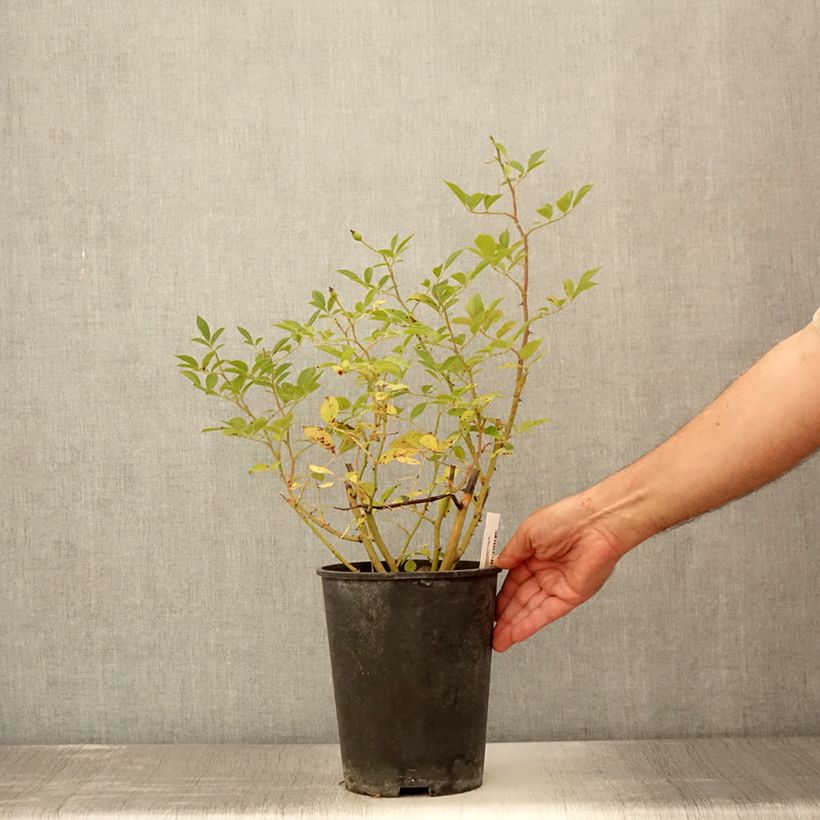Example of Rosa Bukavu Lenbrirus - Strauchrose Topf mit 4L/5L as you get in ete