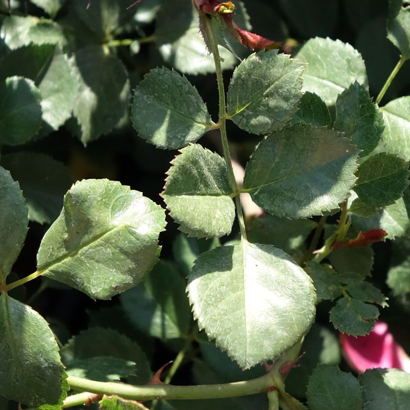 Rosa Candia Meillandecor - Bodendecker-Rose (Foliage)