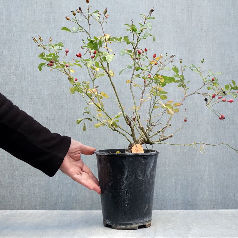 Exemplar von Rosa Candia Meillandecor - Bodendecker-Rose Topf mit 4L/5L wie im Herbst geliefert