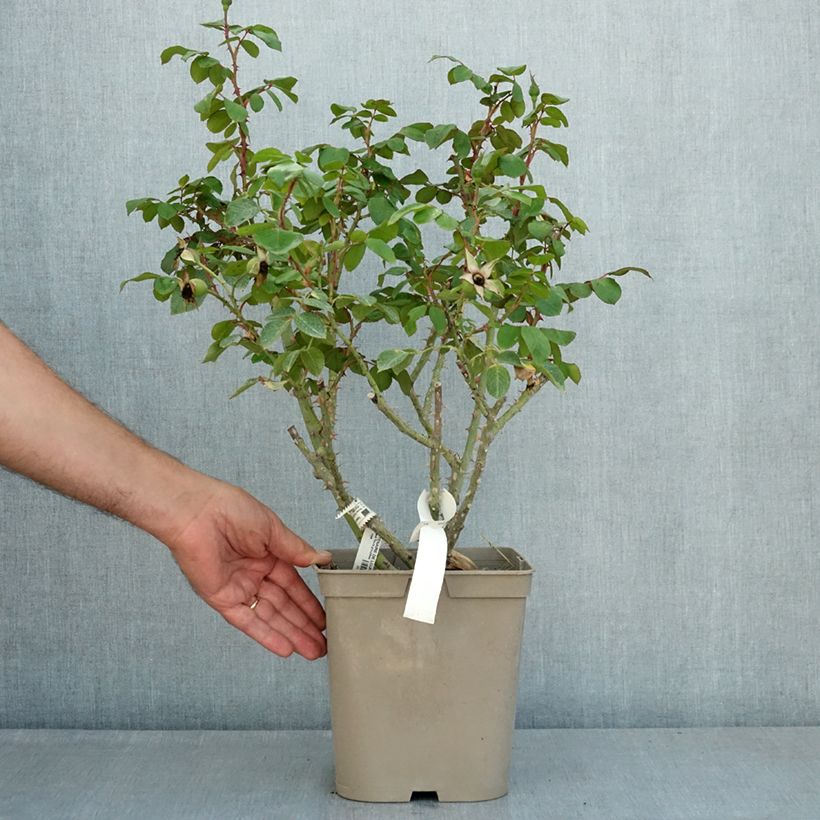 Exemplar von Rosa Centenaire de Lourdes - Strauchrose Topf mit 4L/5L wie im Sommer geliefert