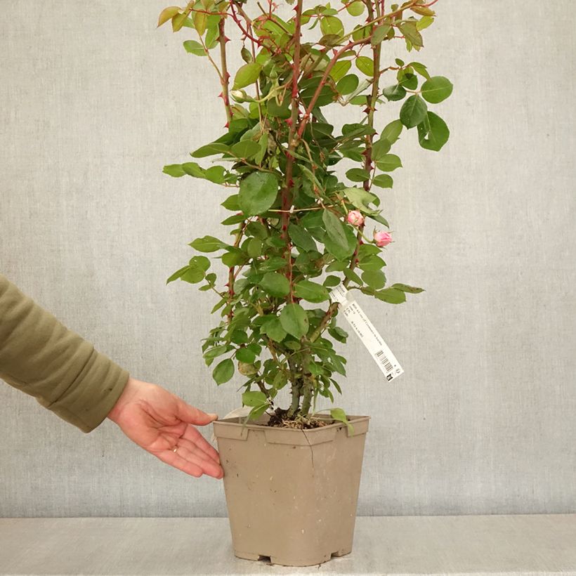 Exemplar von Rosa Centenaire de Lourdes - Strauchrose Topf mit 4L/5L wie im Frühjahr geliefert