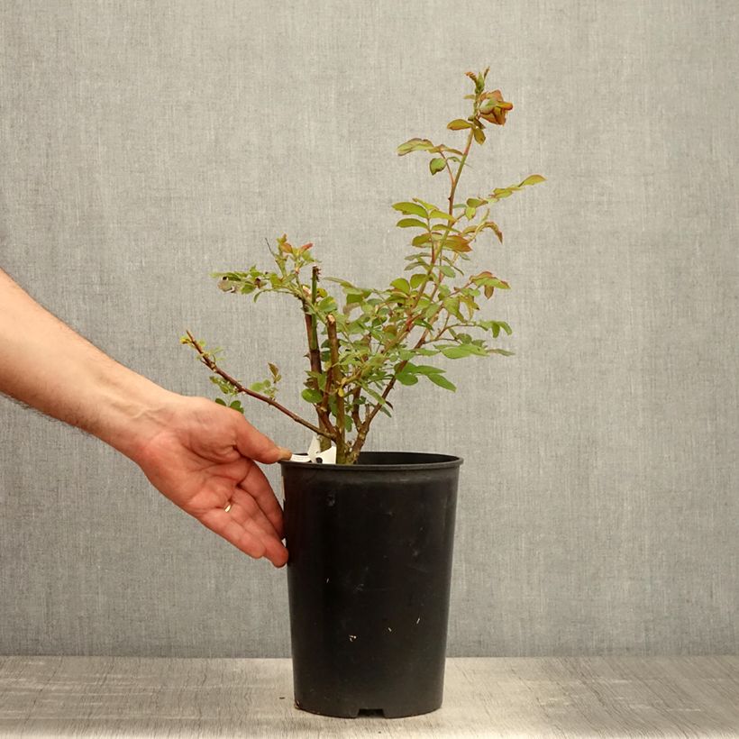 Exemplar von Rosa moschata Chateau de Munsbach - Moschus-Rose Topf mit 4L/5L wie im Frühjahr geliefert