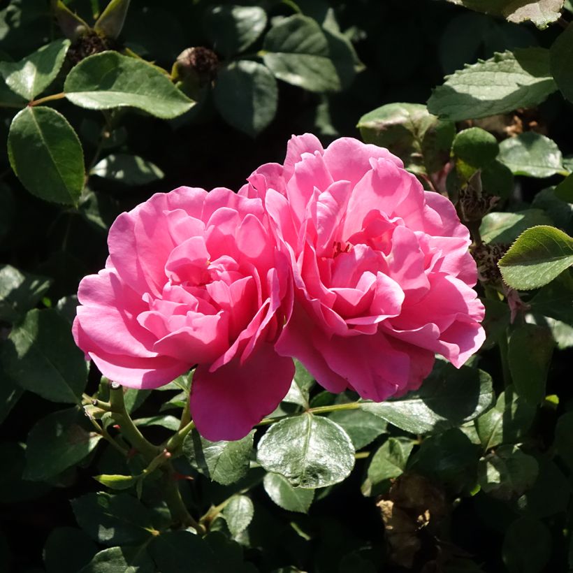 Rosa Deborah Meillandecor - Bodendecker-Rose (Flowering)
