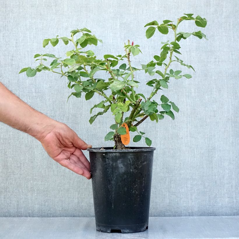 Example of Rosa Deborah Meillandecor - Bodendecker-Rose Topf mit 4L/5L as you get in ete