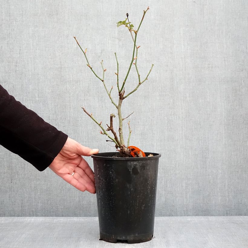 Exemplar von Rosa Deborah Meillandecor - Bodendecker-Rose Topf mit 4L/5L wie im Winter geliefert