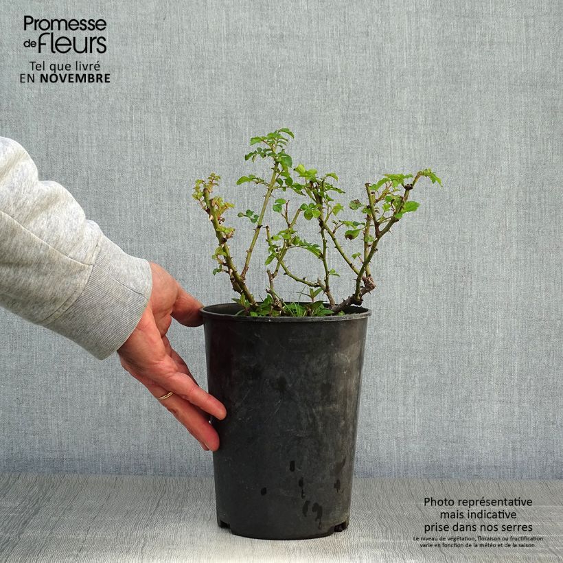 Example of Rosa moschata Diamant Rose - Moschus-Rose Topf mit 4L/5L as you get in automne