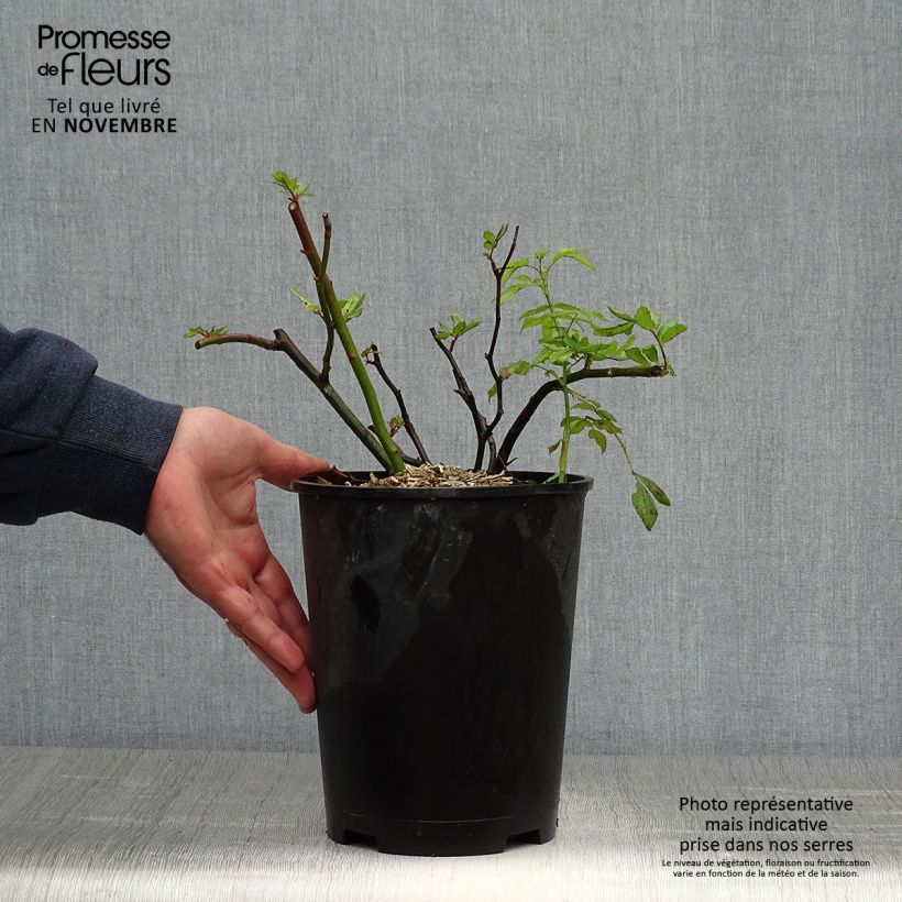 Example of Rosa moschata Dinky VELheav - Moschus-Rose Topf mit 4L/5L as you get in automne