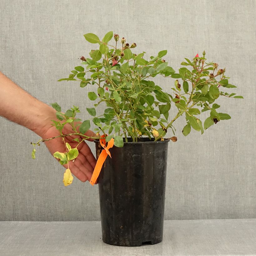 Example of Rosa Stadt Hildesheim (Douceur Normande) - Strauchrose Topf mit 4L/5L as you get in ete