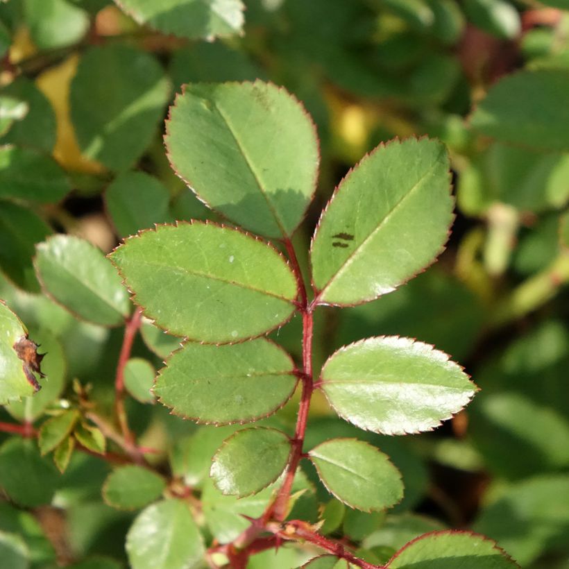 Rosa Stadt Hildesheim (Douceur Normande) - Strauchrose (Foliage)