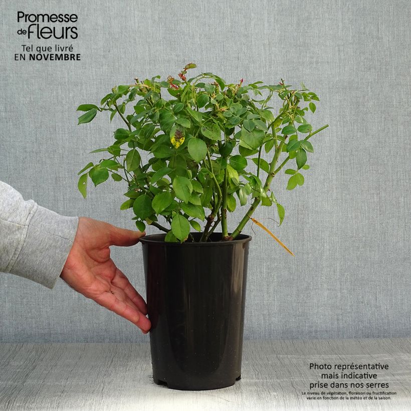 Example of Rosa Escimo - Strauchrose Topf mit 3L/4L as you get in automne