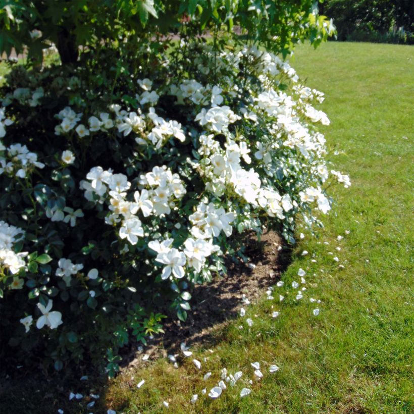Rosa Escimo - Strauchrose (Plant habit)