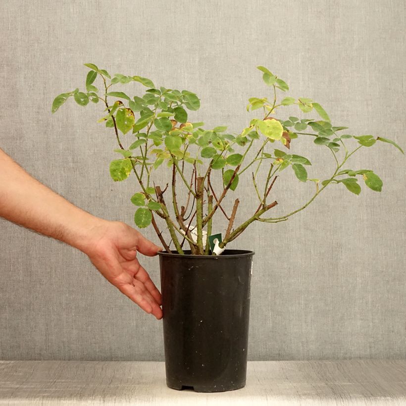 Example of Rosa gallica officinalis Etoile Pourpre - Essig-Rose Topf mit 4L/5L as you get in ete