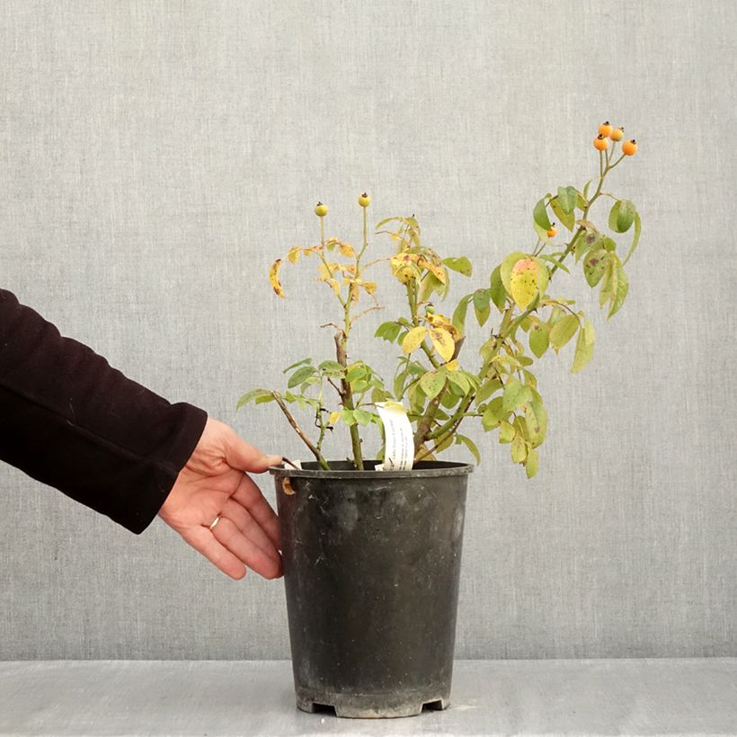Exemplar von Rosa moschata Finn's Rose - Moschus-Rose Topf mit 4L/5L wie im Herbst geliefert