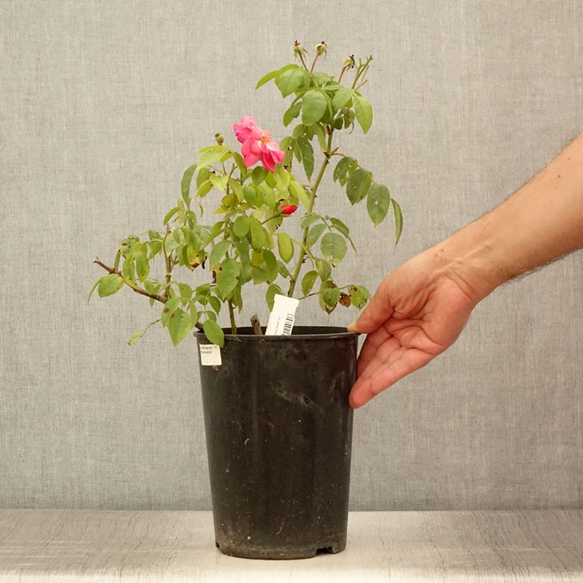 Example of Rosa moschata Finn's Rose - Moschus-Rose Topf mit 4L/5L as you get in ete