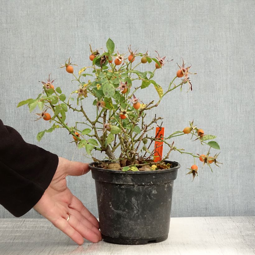Example of Rosa polyantha Friendly Pink - Polyantha-Rose Topf mit 2L/3L as you get in automne