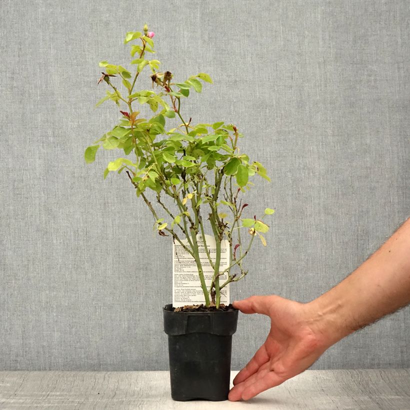 Example of Rosa polyantha Friendly Purple - Polyantha-Rose Topf 10 cm/11cm as you get in ete
