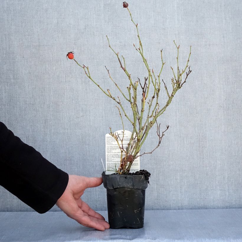 Exemplar von Rosa polyantha Friendly Purple - Polyantha-Rose Topf 10 cm/11cm wie im Winter geliefert