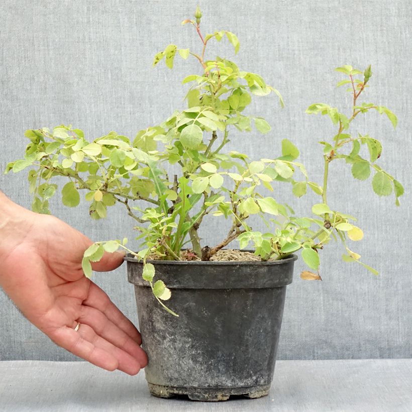 Example of Rosa polyantha Friendly Purple - Polyantha-Rose Topf mit 2L/3L as you get in ete