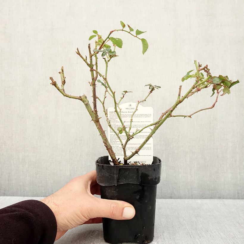 Exemplar von Rosa polyantha Friendly Red Meiariba - Polyantha-Rose Topf 10 cm/11cm wie im Herbst geliefert