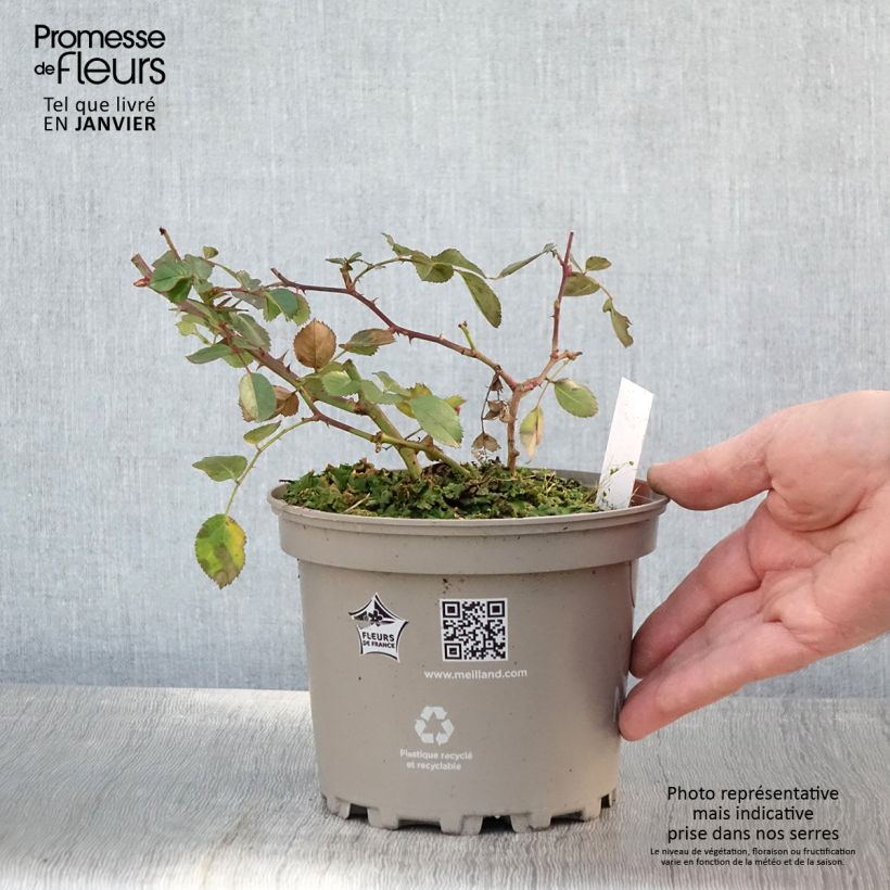Exemplar von Rosa polyantha Friendly Red Meiariba - Polyantha-Rose Topf mit 2L/3L wie im Winter geliefert