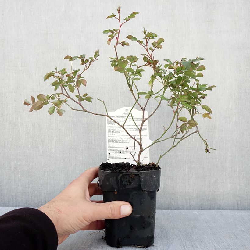 Exemplar von Rosa polyantha Friendly Sweet - Polyantha-Rose Topf 10 cm/11cm wie im Herbst geliefert