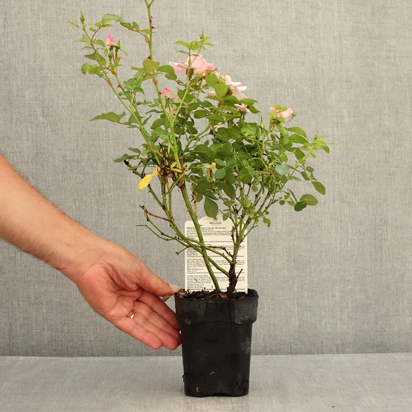 Example of Rosa polyantha Friendly Sweet - Polyantha-Rose Topf 10 cm/11cm as you get in ete