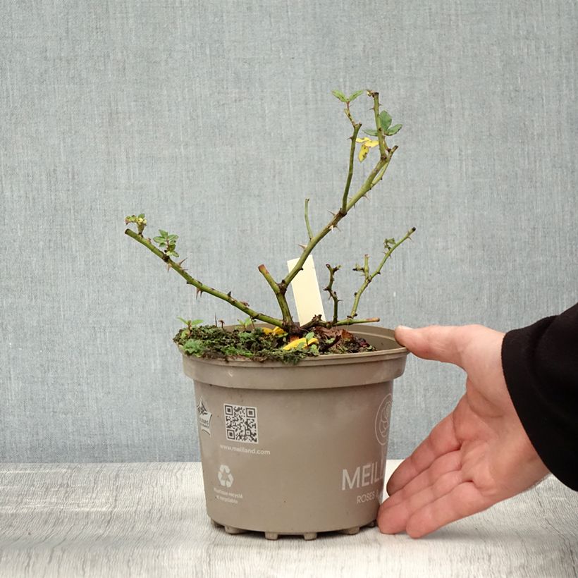 Example of Rosa polyantha Friendly Sweet - Polyantha-Rose Topf mit 2L/3L as you get in automne