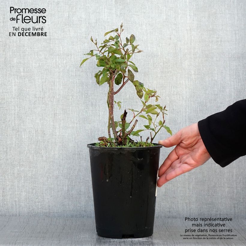 Example of Rosa moschata Frisson Frais LENsadbi - Moschus-Rose Topf mit 4L/5L as you get in automne