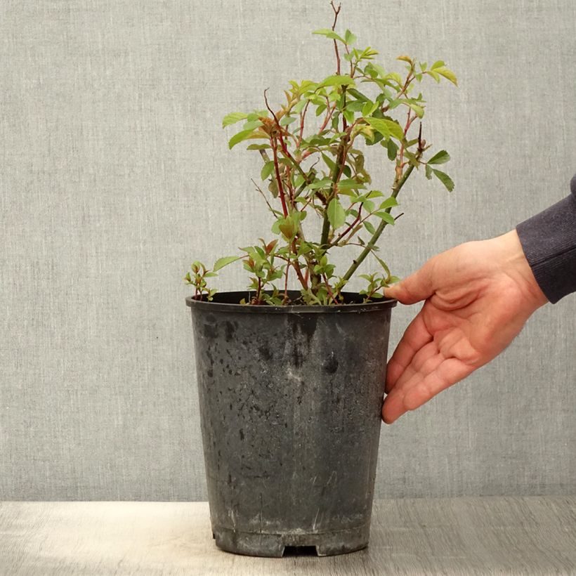 Exemplar von Rosa moschata Frisson Frais LENsadbi - Moschus-Rose Topf mit 4L/5L wie im Frühjahr geliefert