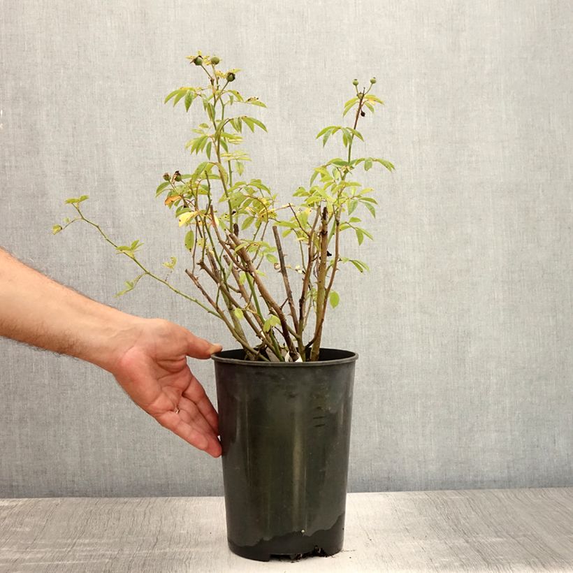 Example of Rosa moschata Gaard um Titzebierg - Moschus-Rose Topf mit 4L/5L as you get in ete