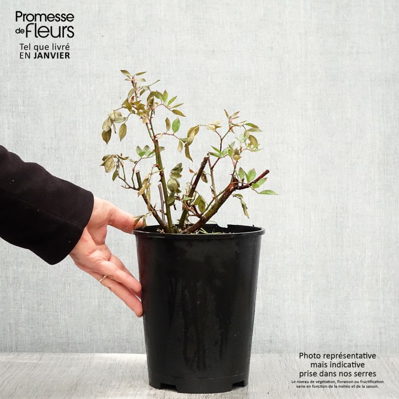 Exemplar von Rosa moschata Gaard um Titzebierg - Moschus-Rose Topf mit 4L/5L wie im Winter geliefert