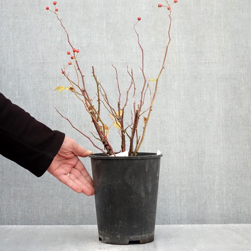 Exemplar von Rosa moschata Gaard um Titzebierg - Moschus-Rose Topf mit 4L/5L wie im Herbst geliefert