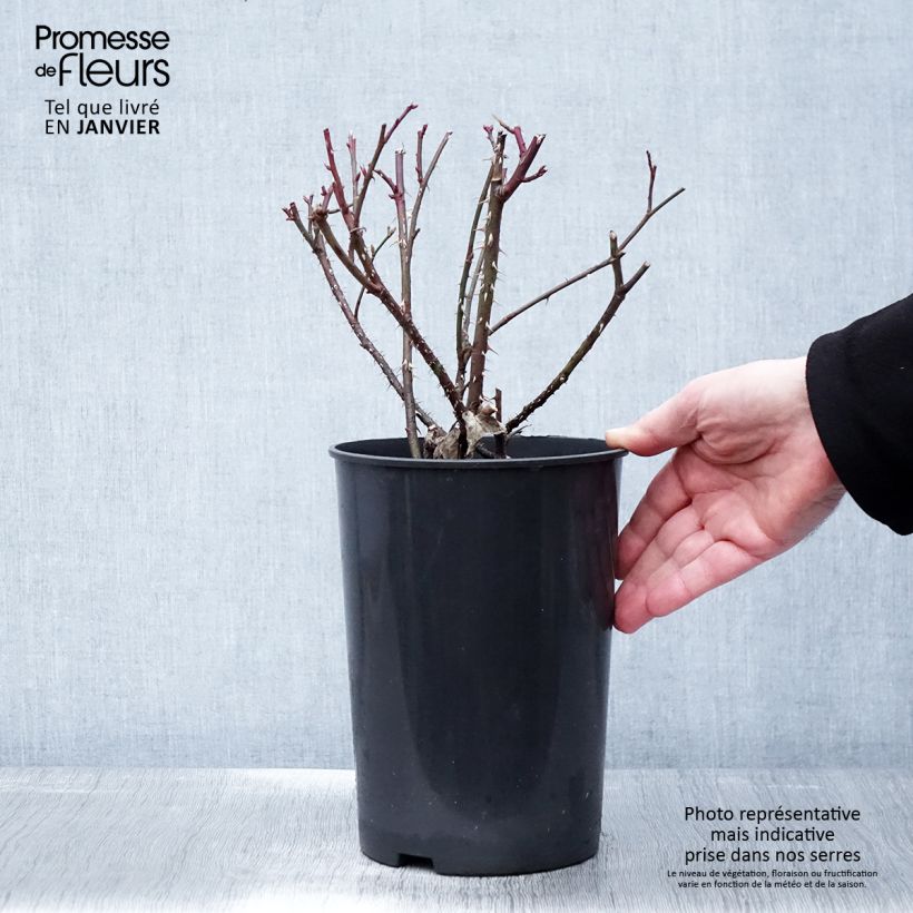 Exemplar von Rosa Golden Wings - Polyantha-Rose Topf mit 4L/5L wie im Winter geliefert