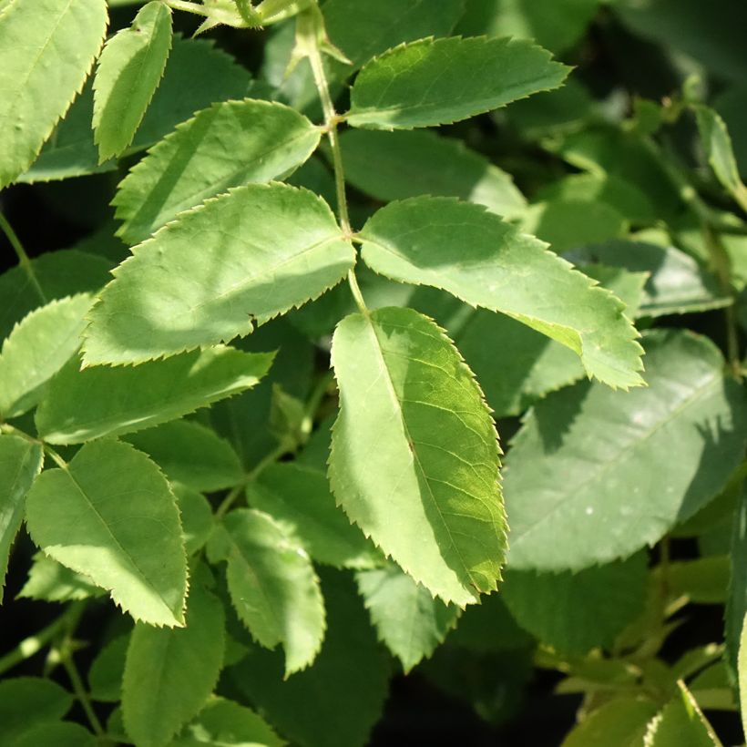 Rosa Golden Wings - Polyantha-Rose (Foliage)