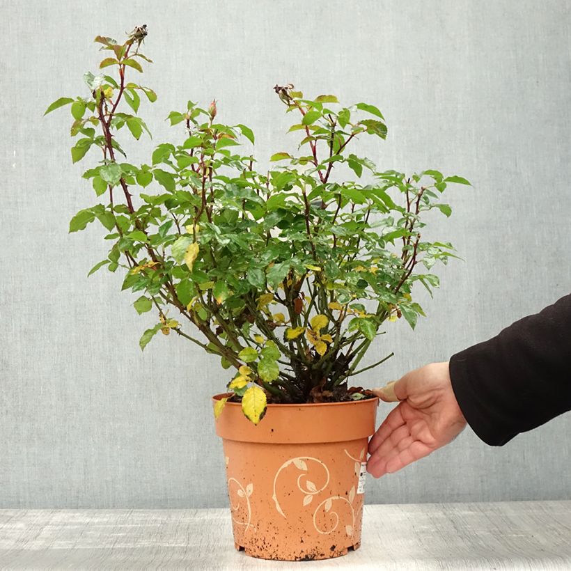Example of Rosa Havanna - Beetrose Topf mit 6L/7L as you get in automne