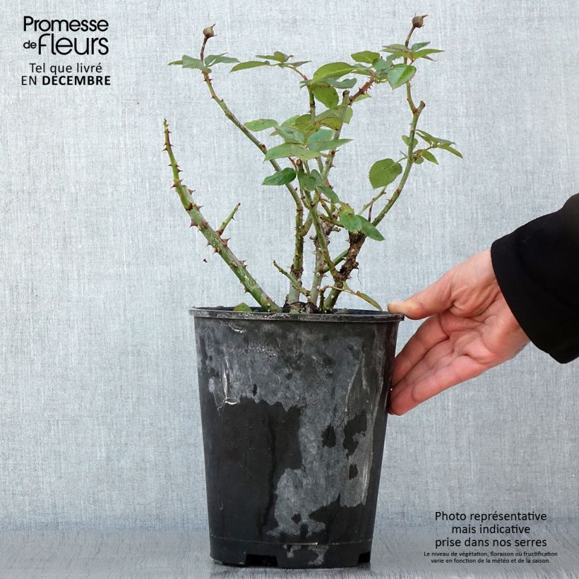 Example of Rosa moschata Heavenly Pink - Moschus-Rose Topf mit 4L/5L as you get in automne