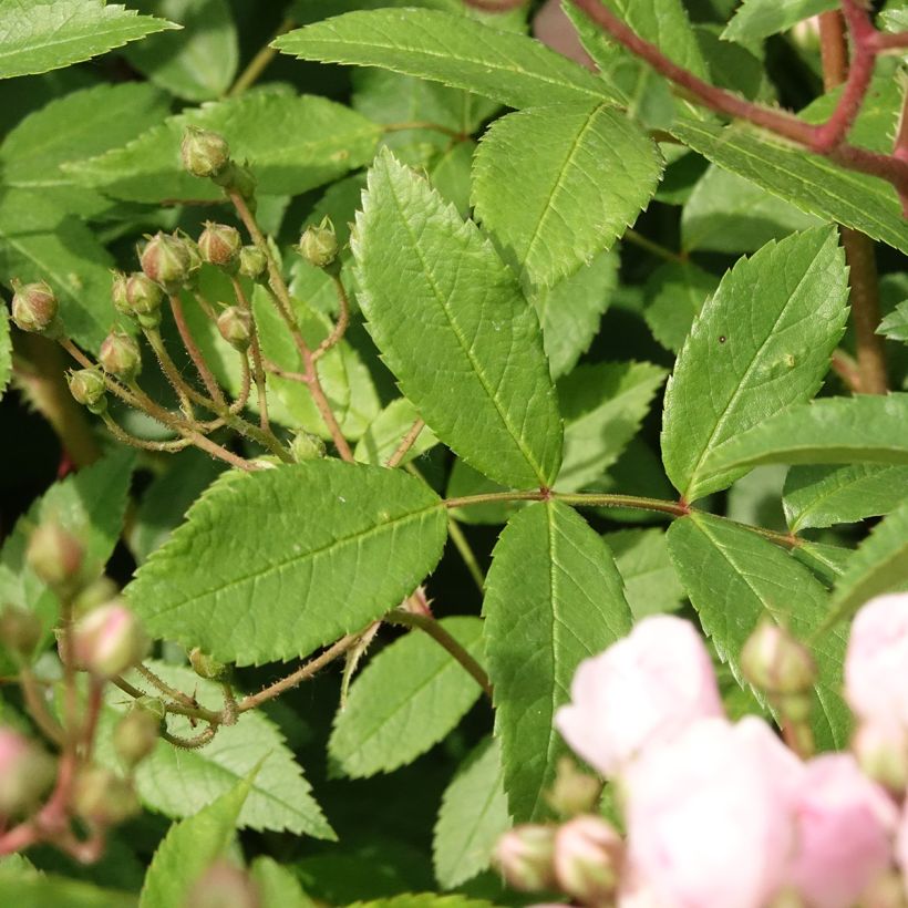 Rosa moschata Heavenly Pink - Moschus-Rose (Laub)