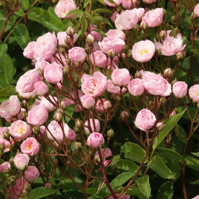 Rosa moschata Heavenly Pink - Moschus-Rose (Blüte)