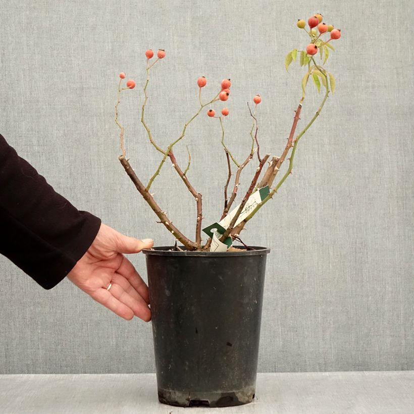 Exemplar von Rosa moschata Kathleen - Moschus-Rose Topf mit 4L/5L wie im Herbst geliefert