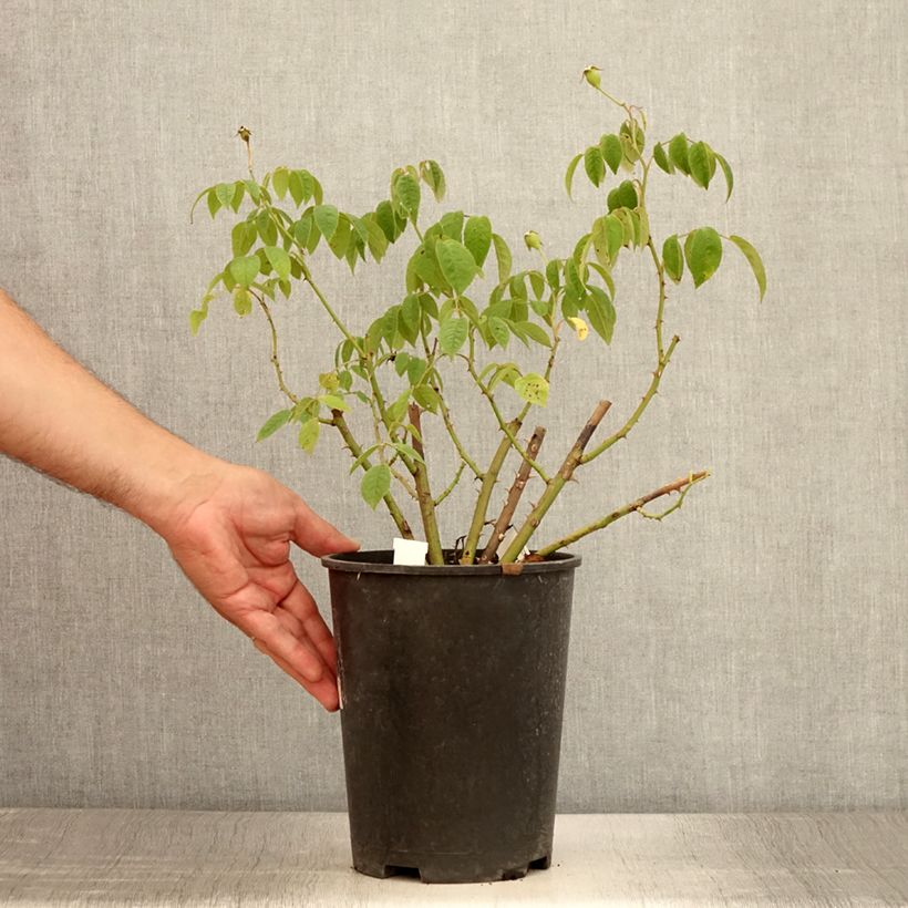 Example of Rosa moschata Kathleen - Moschus-Rose Topf mit 4L/5L as you get in ete