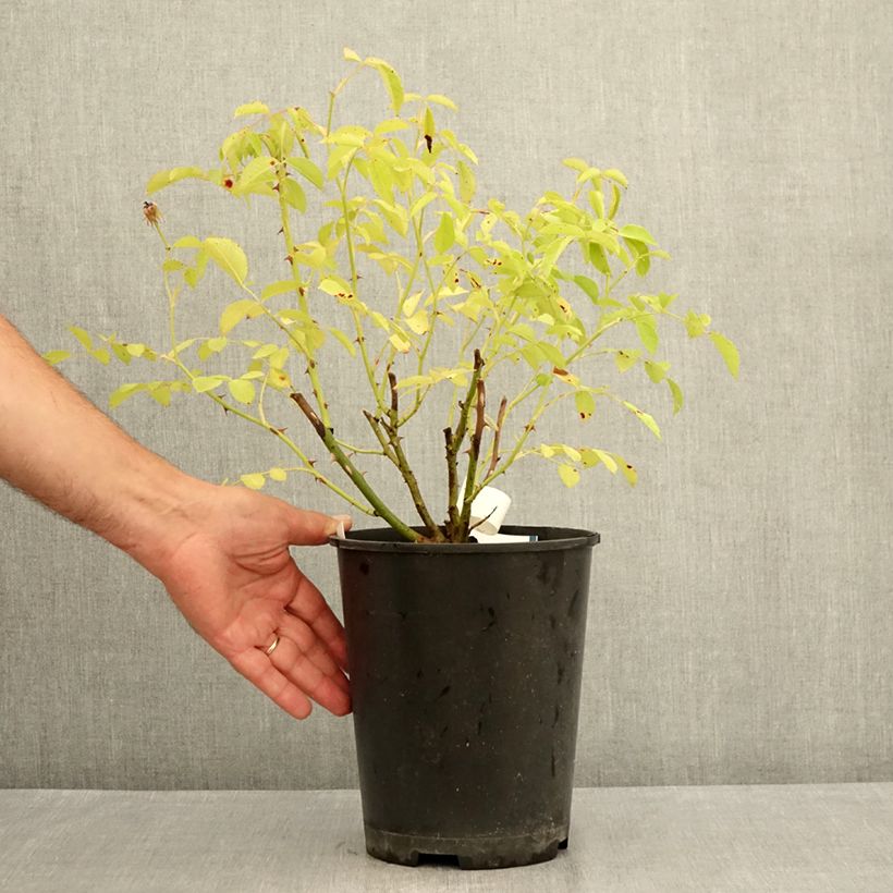 Example of Rosa moschata La feuillerie - Moschus-Rose Topf mit 4L/5L as you get in ete