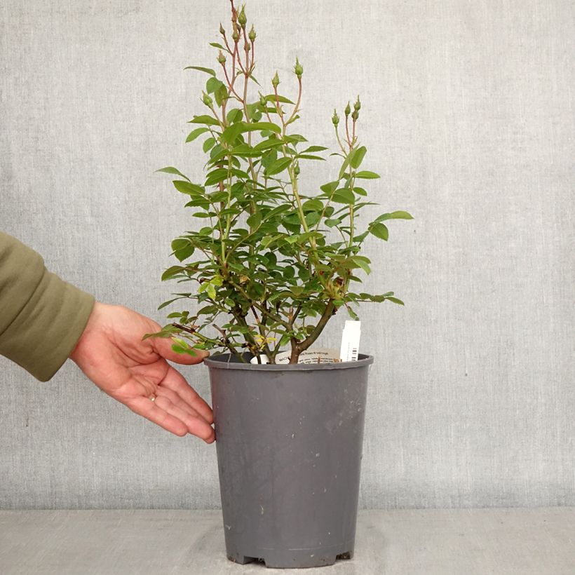 Exemplar von Rosa moschata Machera - Moschus-Rose Topf mit 4L/5L wie im Frühjahr geliefert