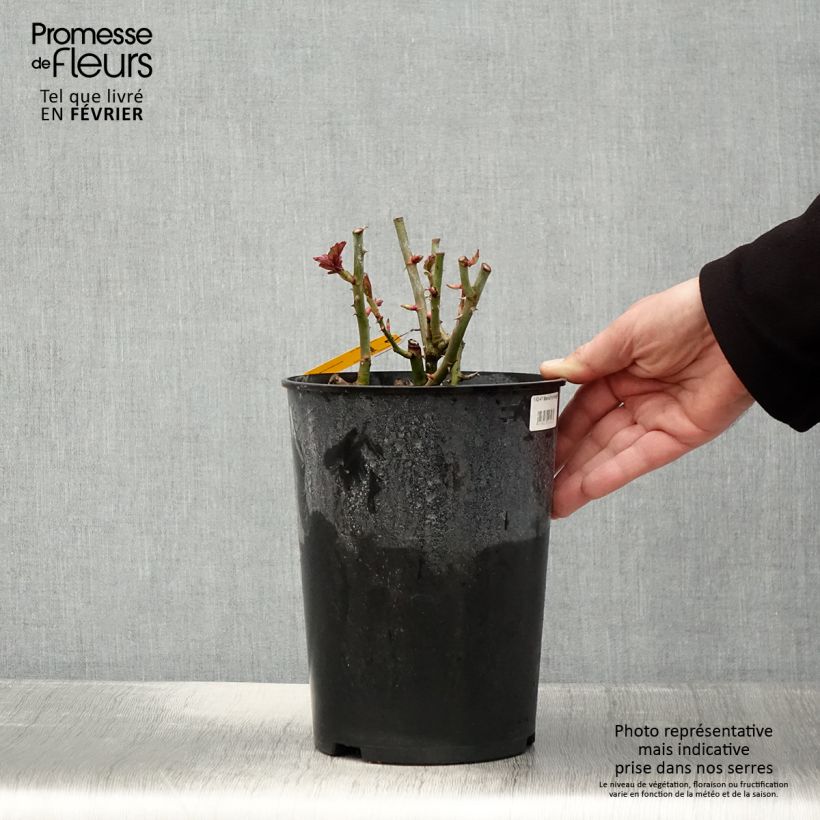 Exemplar von Rosa Mariatheresia - Beetrose Topf mit 4L/5L wie im Winter geliefert