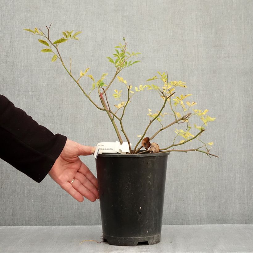 Exemplar von Rosa moschata Millie Fleur - Moschus-Rose Topf mit 4L/5L wie im Herbst geliefert