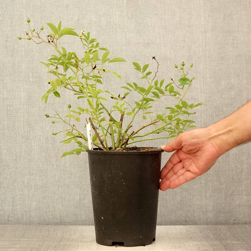 Example of Rosa moschata Millie Fleur - Moschus-Rose Topf mit 4L/5L as you get in ete